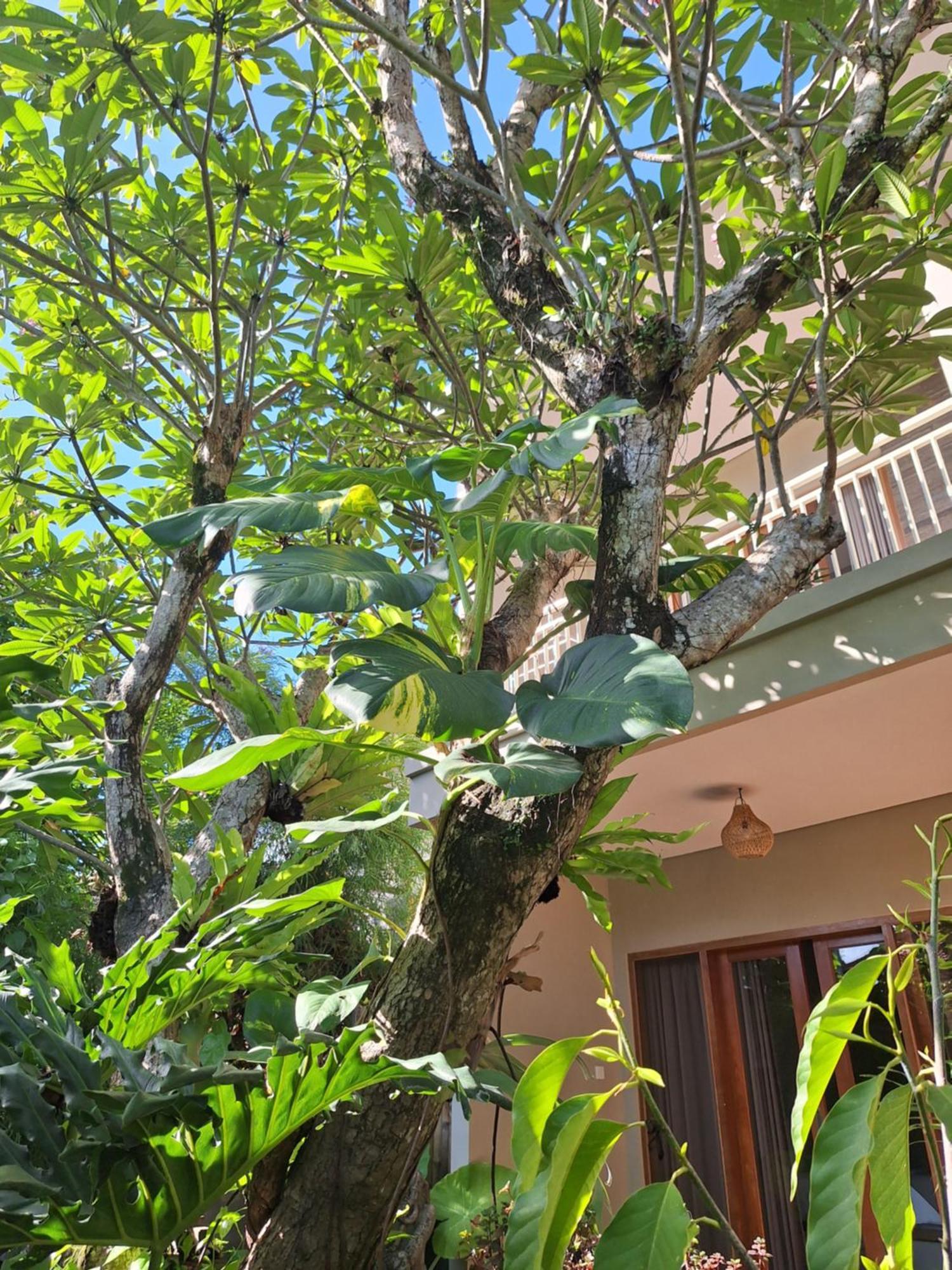 Maison d'hôtes Kasapa *